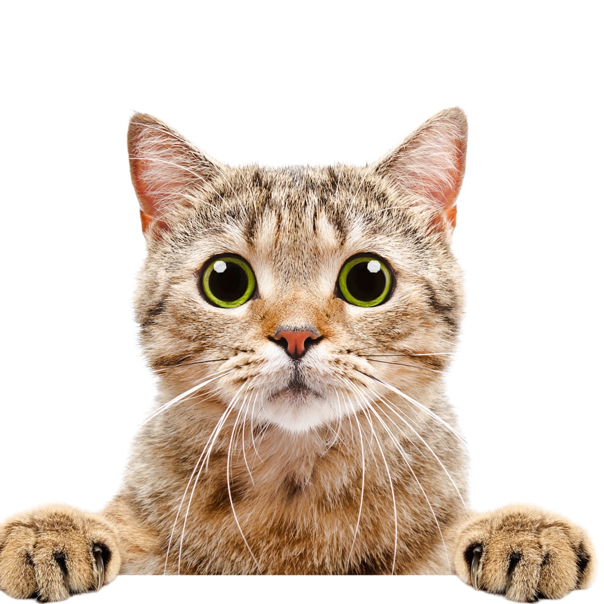 1 cat £8 Per Day