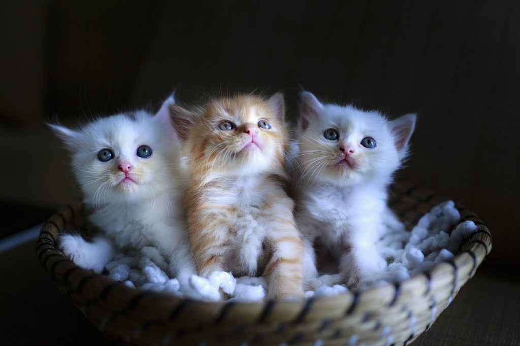 3 Cats £18.00 Per day