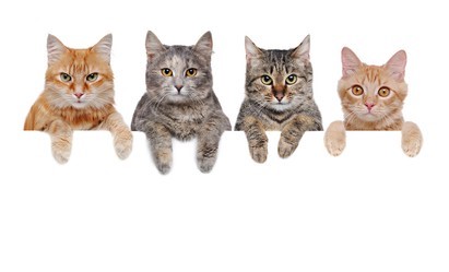 4 Cats £23.00 Per day