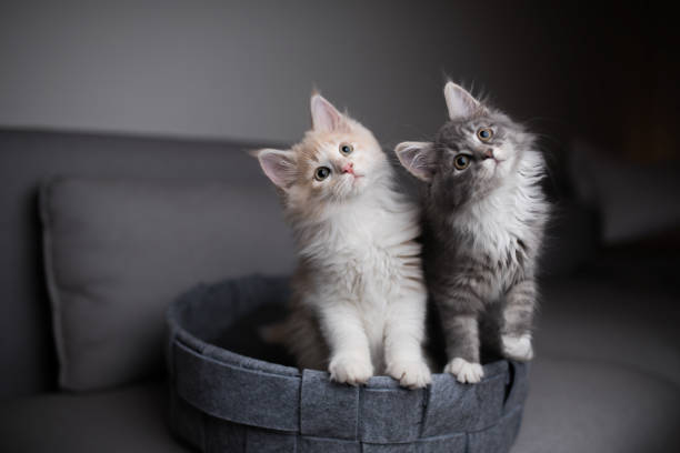2 Cats £13.00 Per day